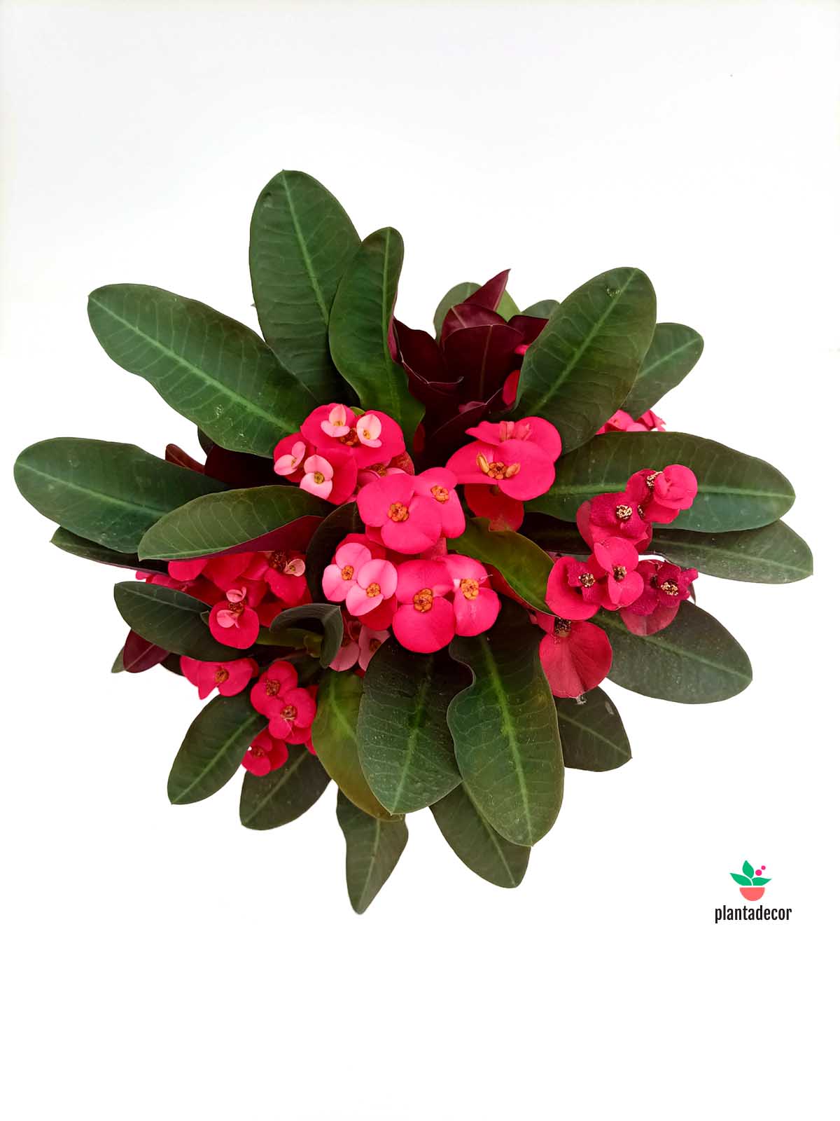Euphorbia Milii "Red"