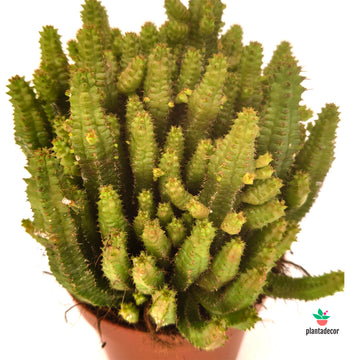 Euphorbia Pitica