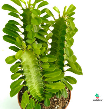 Euphorbia Trigona
