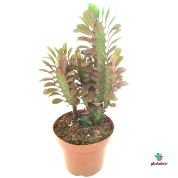 Euphorbia Trigona