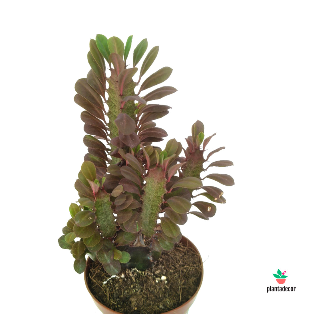 Euphorbia Trigona