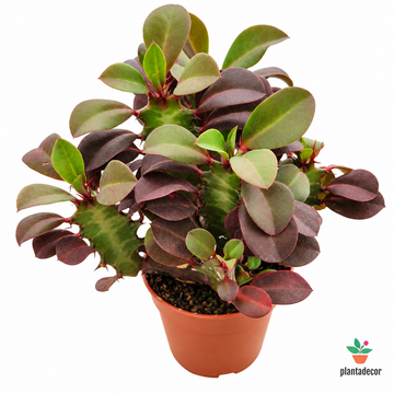 Euphorbia Trigona Rubra - Mini