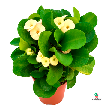 Euphorbia Millii Yellow