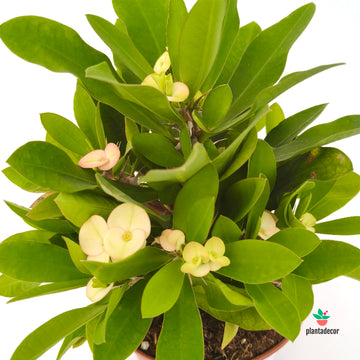 Euphorbia Millii Yellow