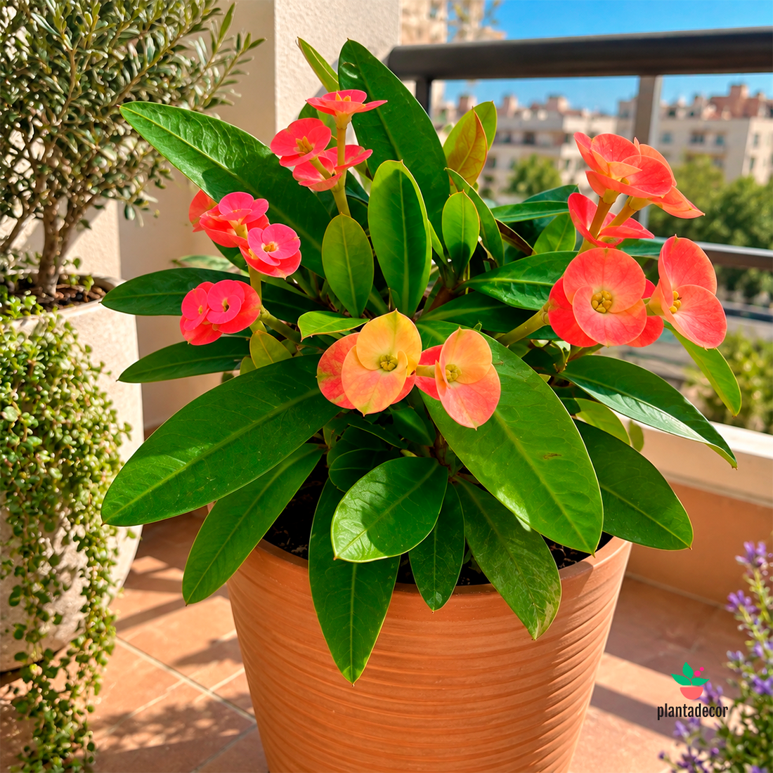 Euphorbia Millii Red