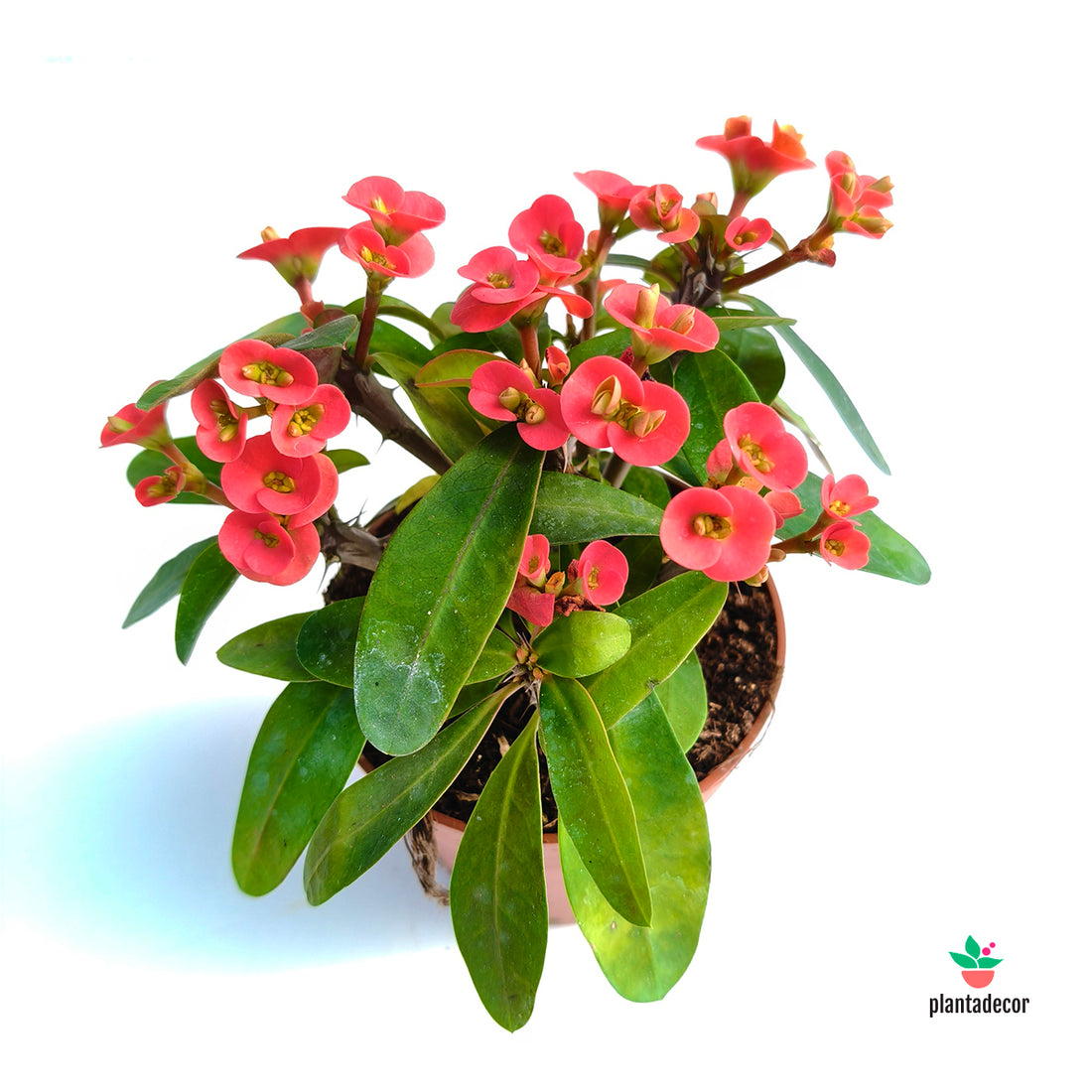 Euphorbia Millii Red