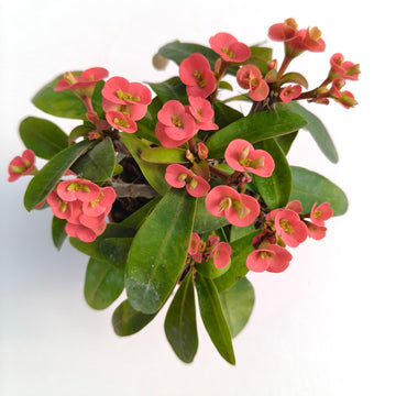 Euphorbia Millii Red