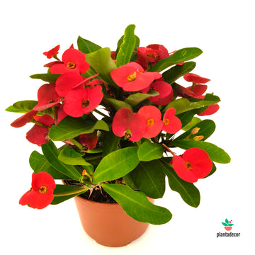 Euphorbia Millii Red