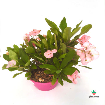 Euphorbia Milii "Rose" - Tarrina