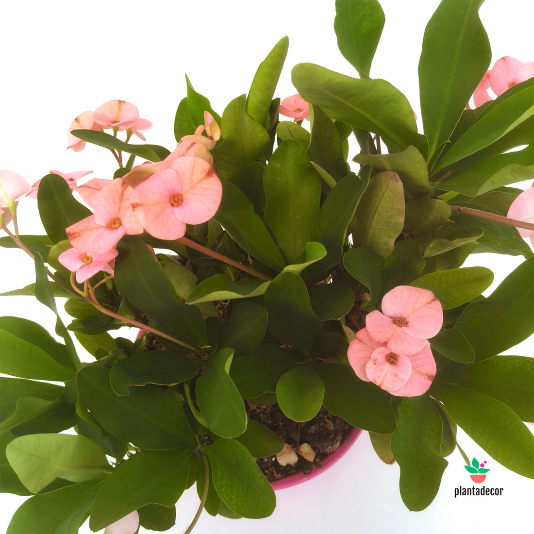 Euphorbia Milii "Rose" - Tarrina