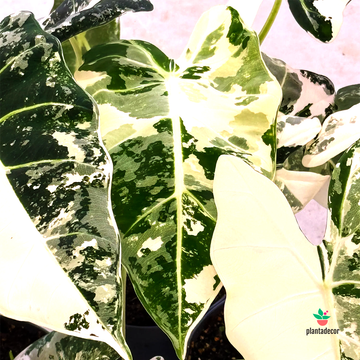 Alocasia Frydek 'Variegata'