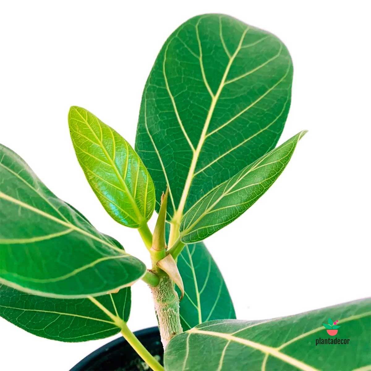 Ficus Benghalensis Audrey