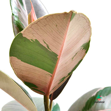 Ficus Pink Camouflage