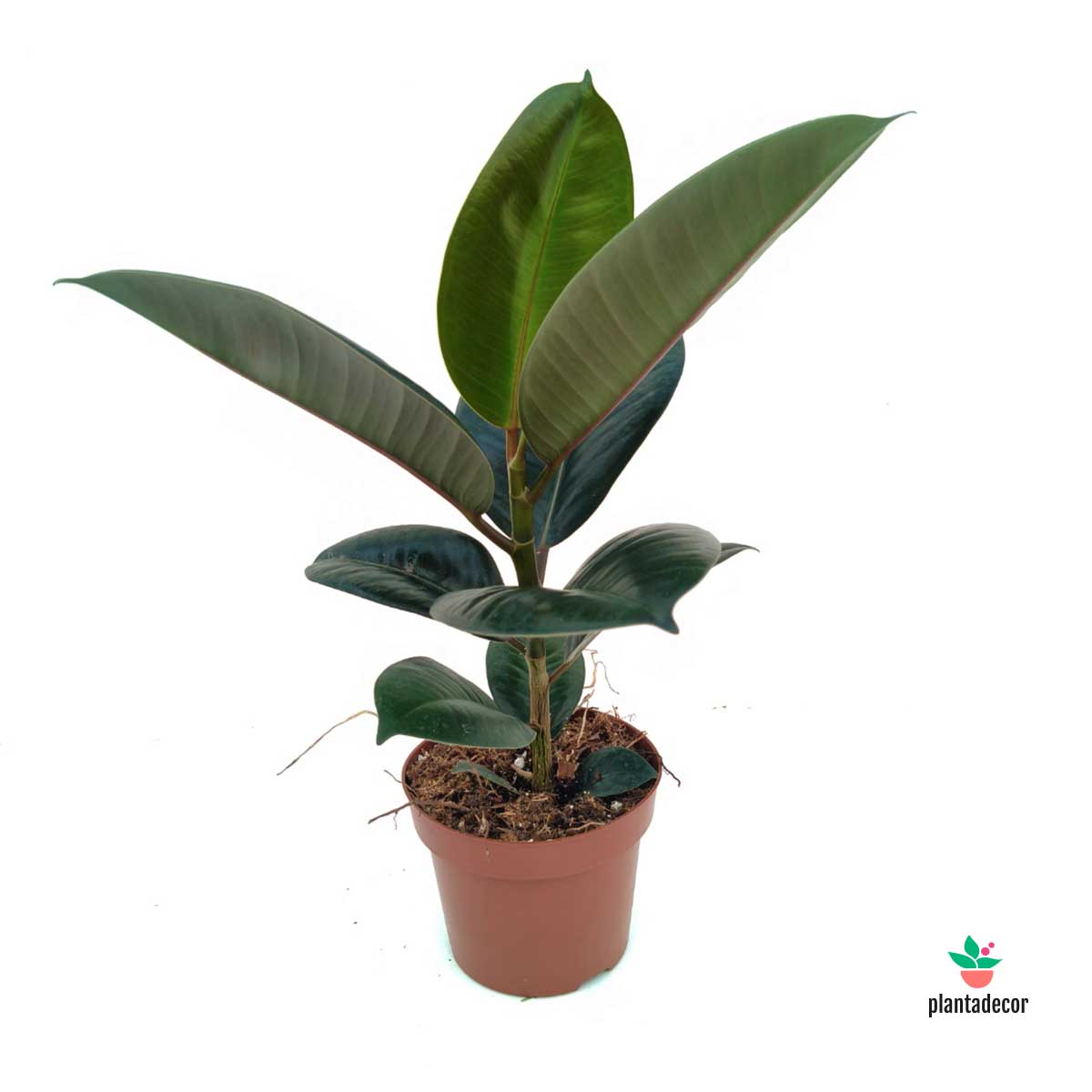Ficus Elastica