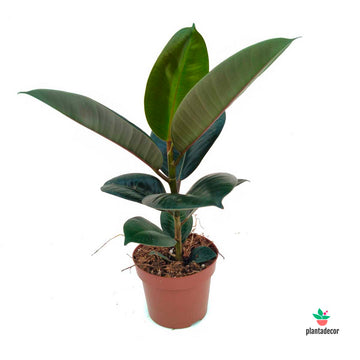 Ficus Elastica