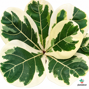 Ficus Lyrata Variegata
