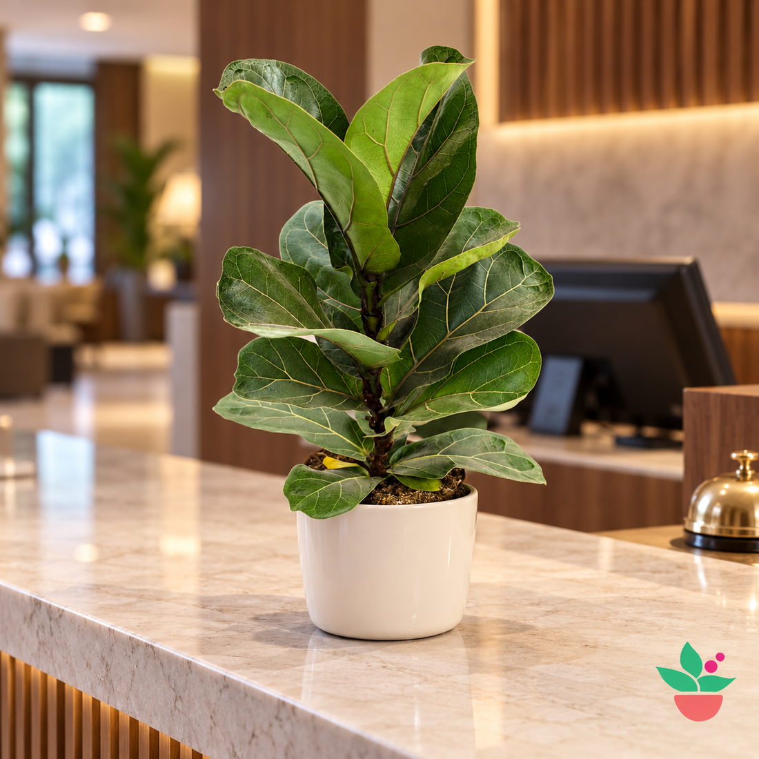 Ficus Lyrata 'Bambino'