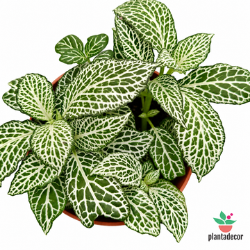 Fittonia Albivenis 'White Anne'
