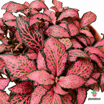 Fittonia Verschaffeltii "Forest Flame"