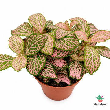 Fittonia Verschaffeltii Pink Star