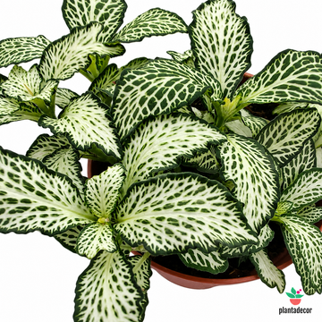 Fittonia Verschaffeltii "White Tiger"