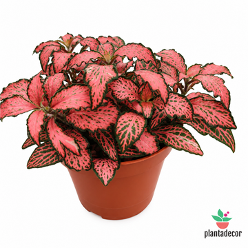 Fittonia  'Forest Flame'