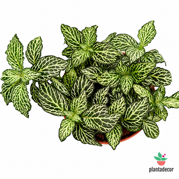 Fittonia  'Marble Green'