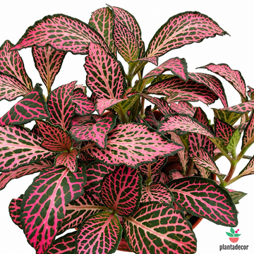 Fittonia  'Pink Forest Flame'