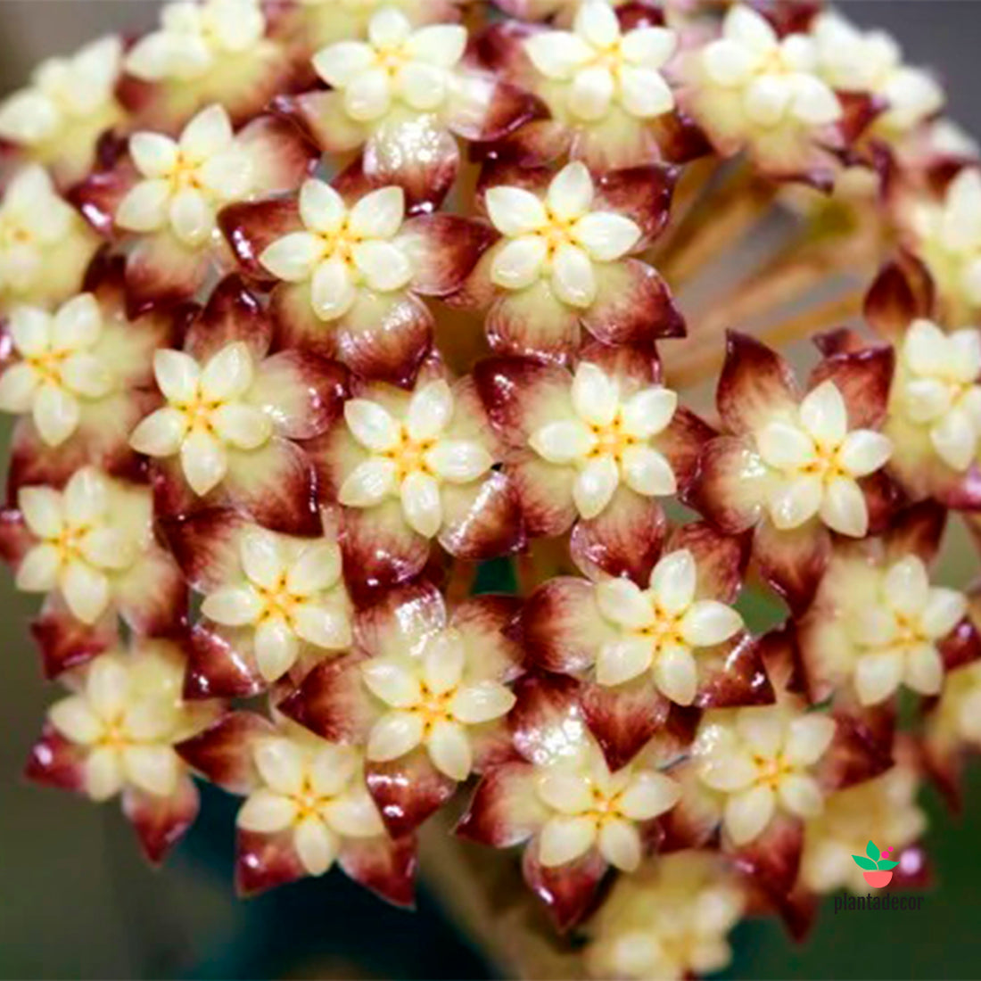 Hoya Clemensorium