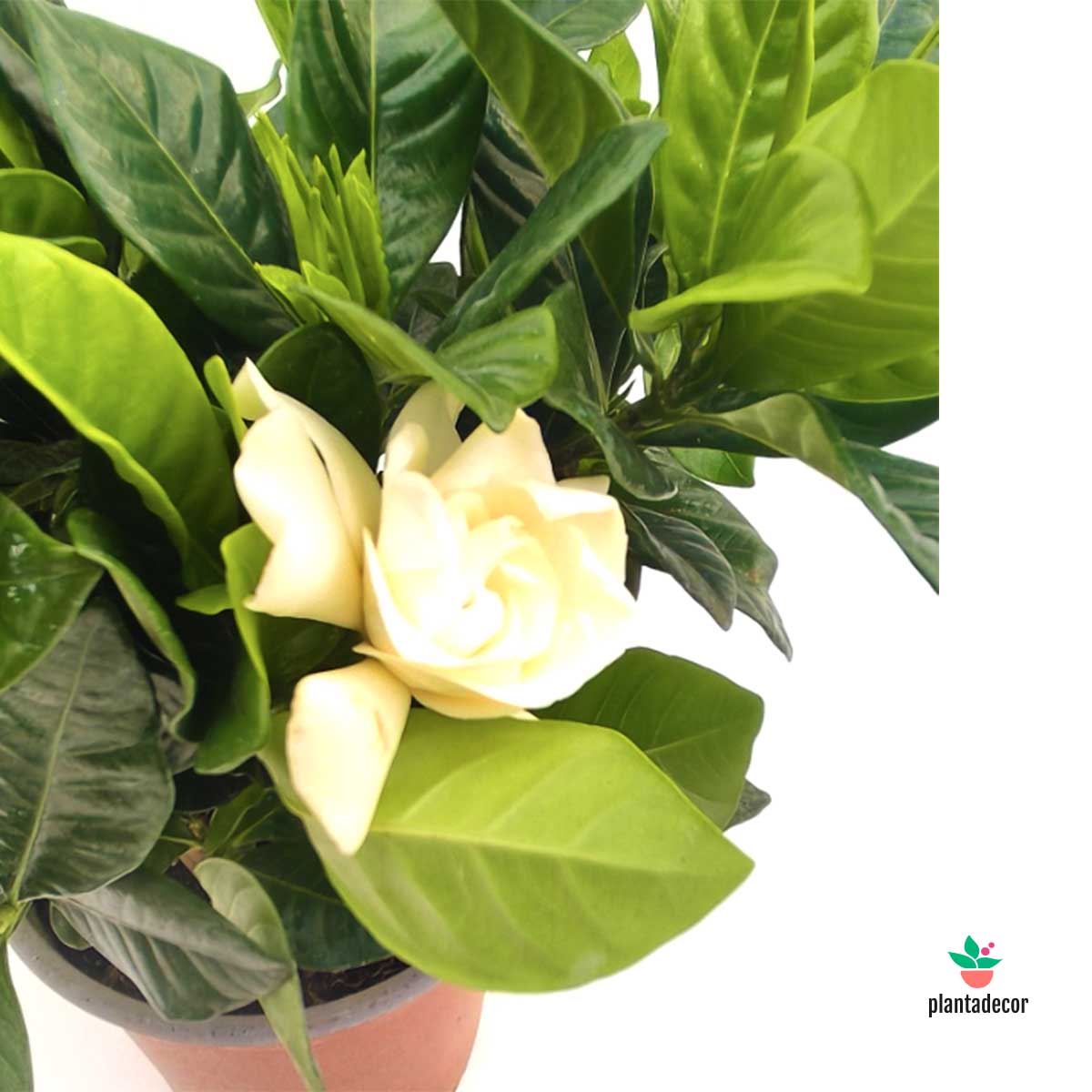 Gardenia Jasminoides M-15