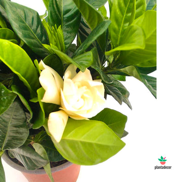 Gardenia Jasminoides M-15