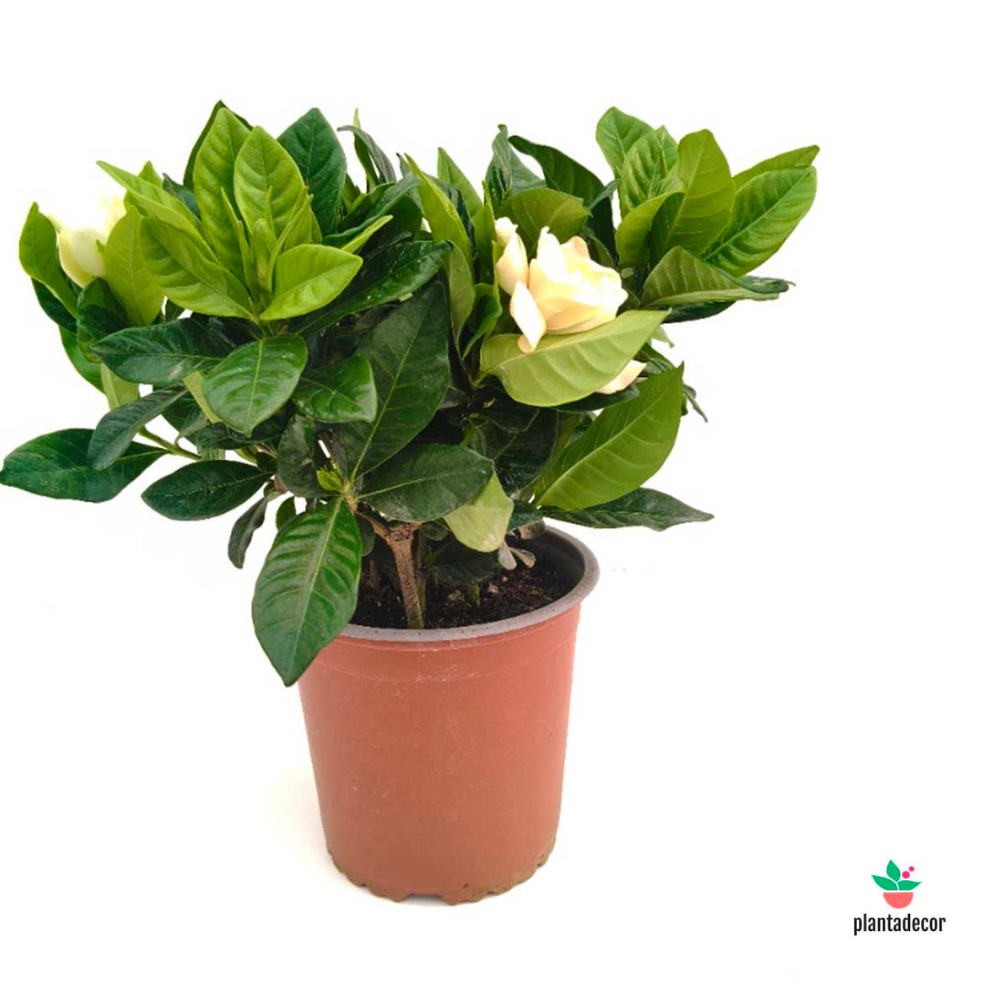 Gardenia Jasminoides M-15