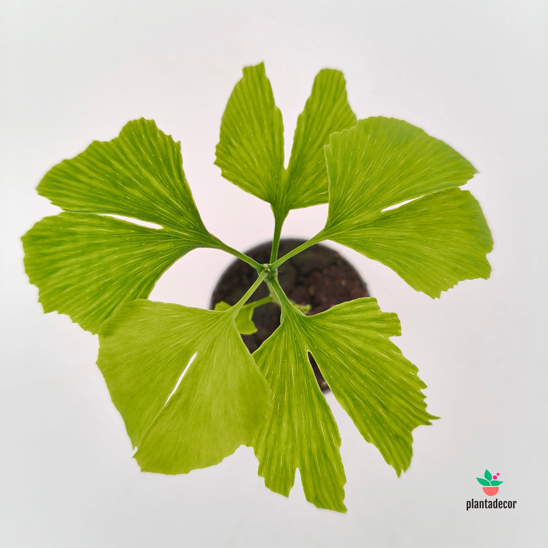 Ginkgo Biloba