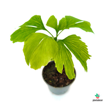 Ginkgo Biloba