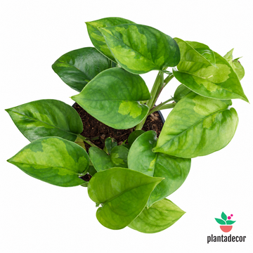 Epipremnum Pinnatum "Global Green"