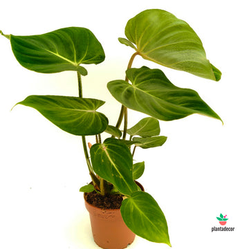 Philodendron Gloriosum
