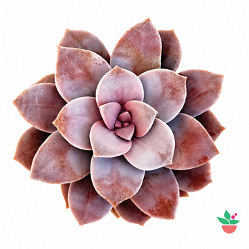 Graptopetalum Superbum