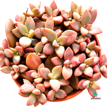 Graptosedum cv. Bronze