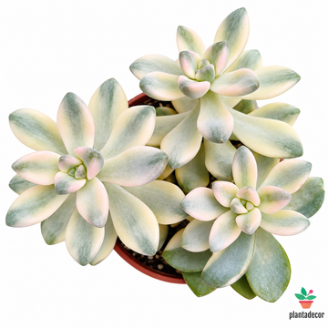 Graptoveria 'Titubans' f. Variegata