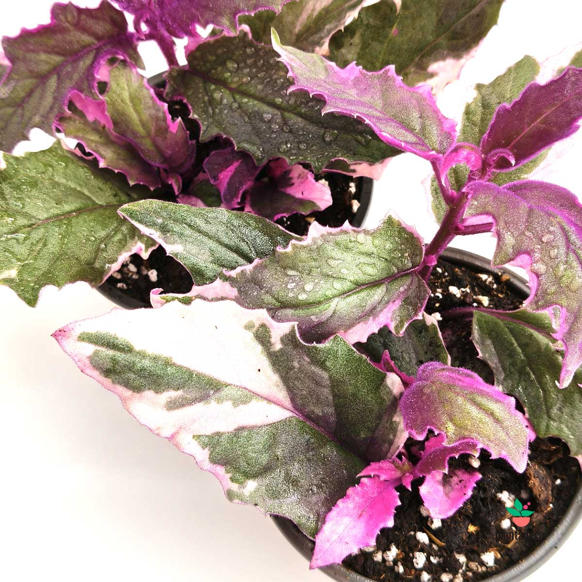 Gynura Pink Variegata