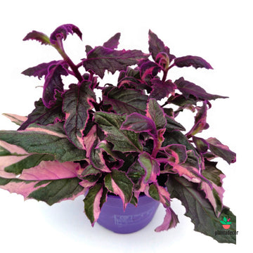 Gynura Pink Variegata