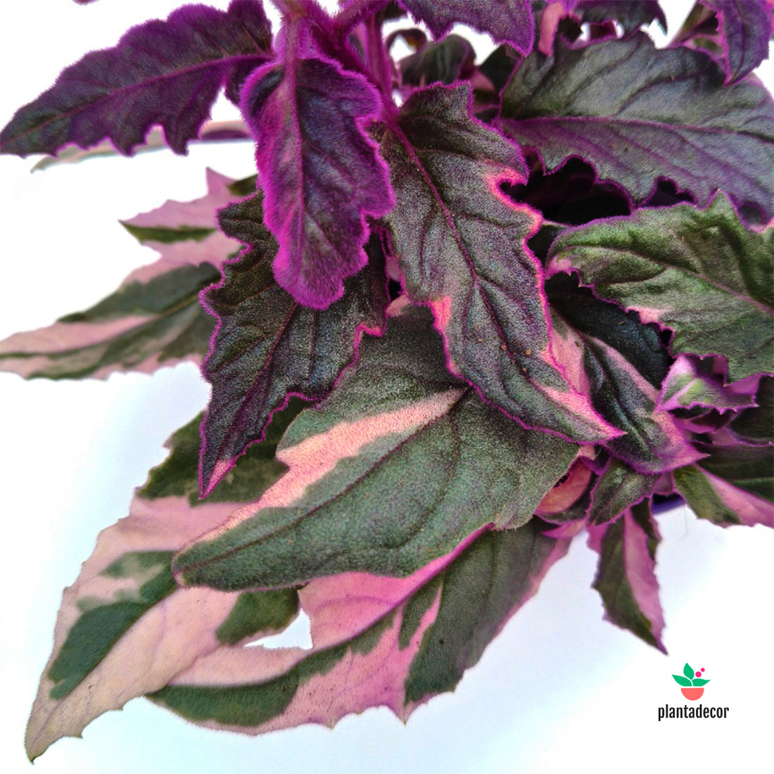 Gynura Pink Variegata