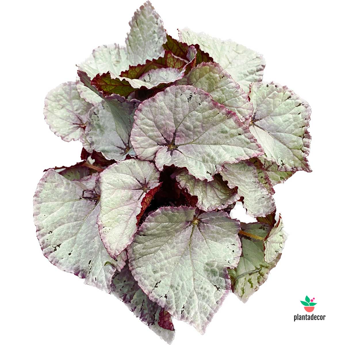 Begonia Hawaian Silver