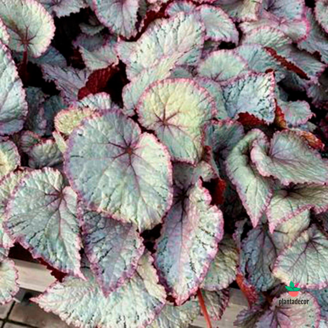Begonia Hawaian Silver