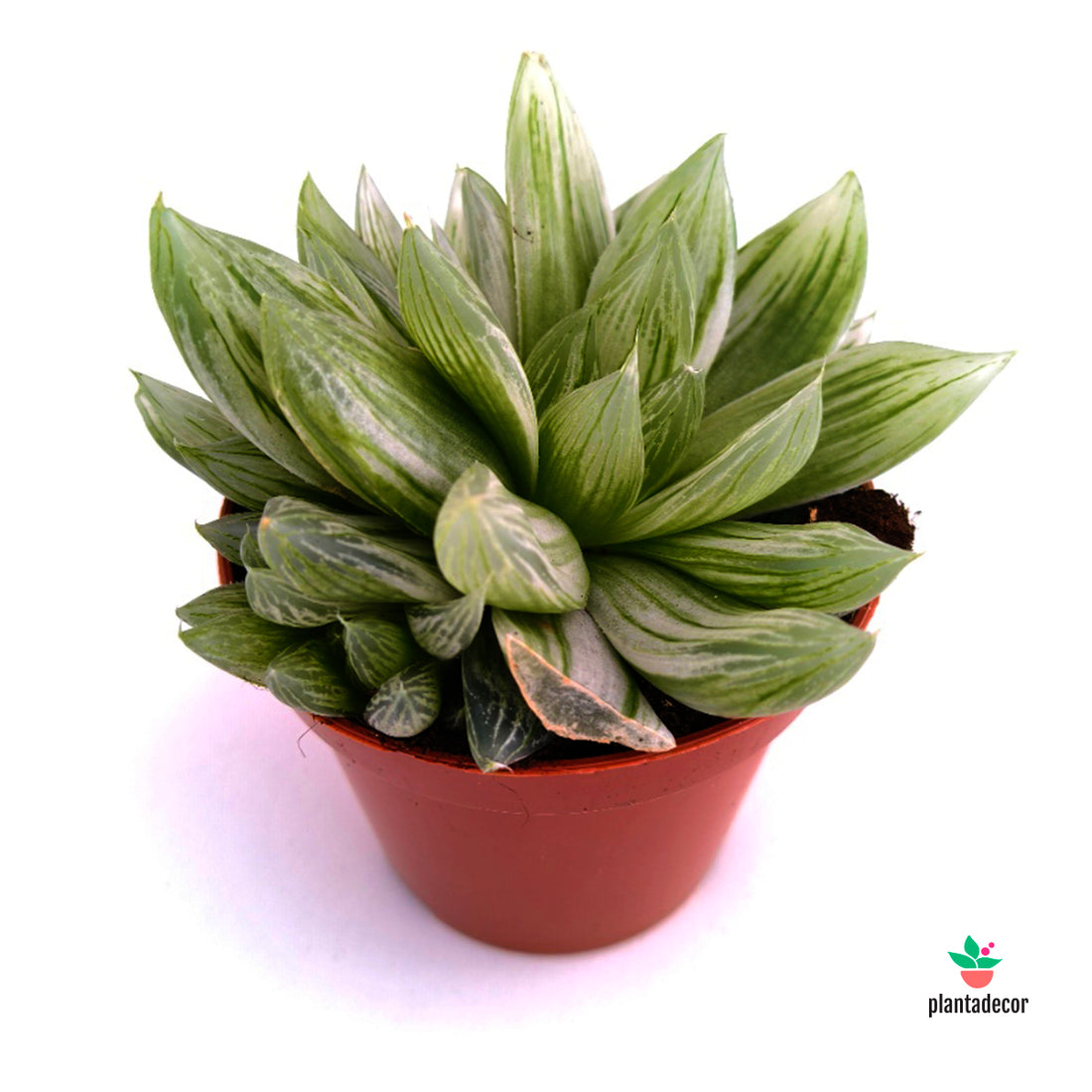 Haworthia Variegata