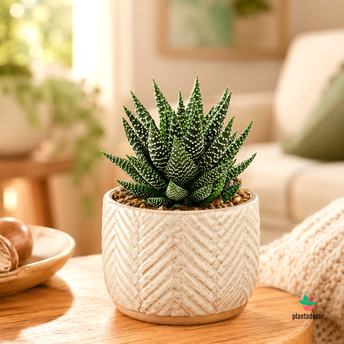 Haworthia Pumila var. Royal Albert