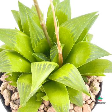 Haworthia Mutica Byakuya