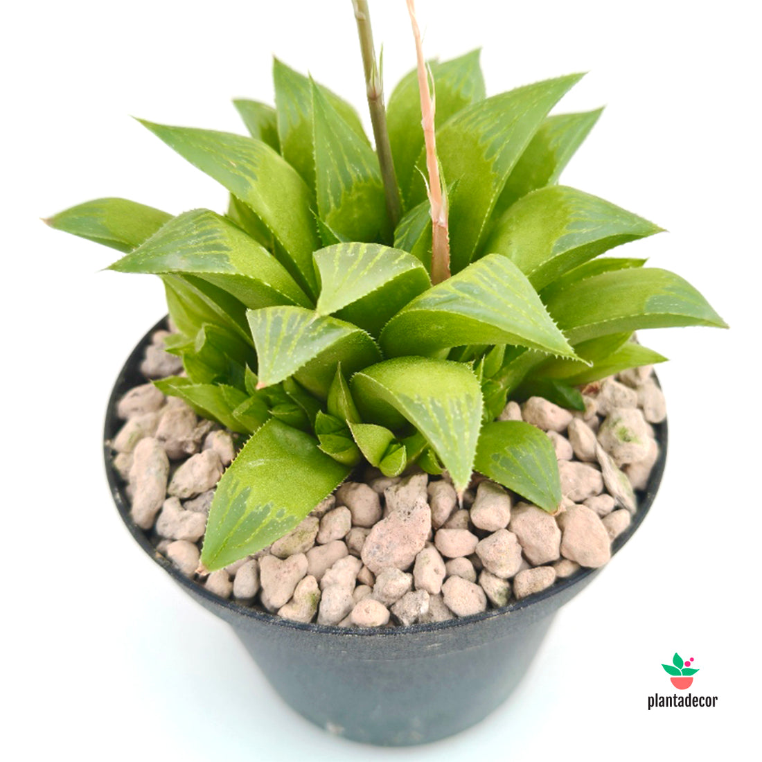 Haworthia Mutica Byakuya