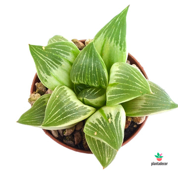 Haworthia Silver Variegata