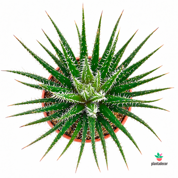 Haworthia Snow White Mini